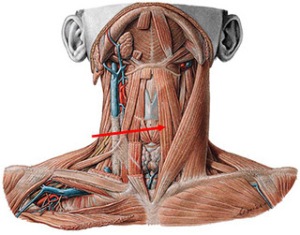 El cuello humano